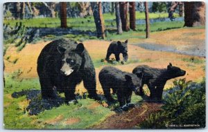 Postcard - Mother Bear And Her Three Cubs