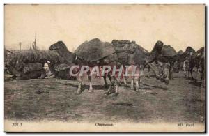 Old Postcard Camel Camel