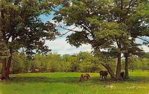 Grazing In The Shade Horses Unused 