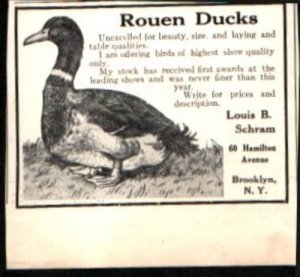 1912 Rouen Ducks Louis Schram Brooklyn NY Vintage Print Ad 726