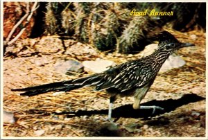 The Road Runner- Clown of the West Postcard PC149