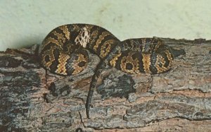 Everglades National Park Poisonous Snake USA Postcard