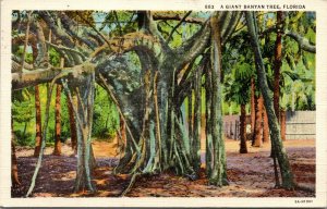 Vtg 1930s A Giant Banyan Tree St Petersburg Florida FL Linen Postcard