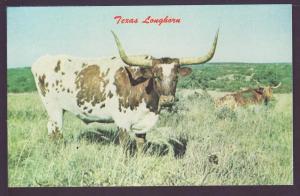 Texas Longhorn Cattle Post Card K161