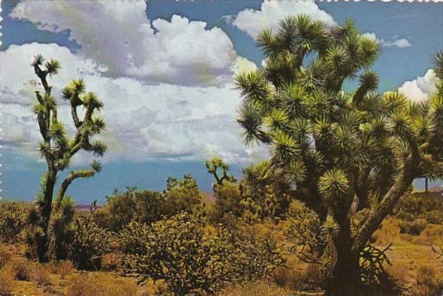 Cactus Joshua Trees