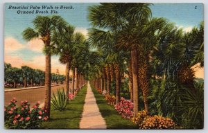 Beautiful Palm Trees Pathway Walk to Beach Ormond Florida FL Vintage Postcard