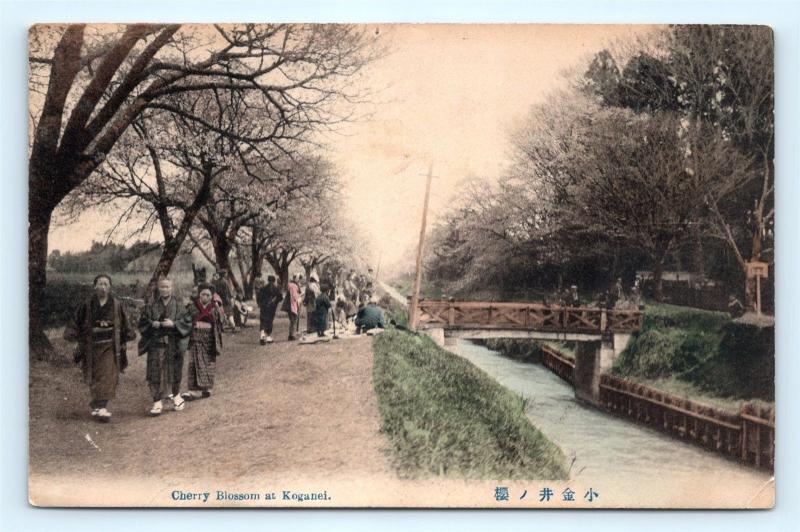 Postcard Japan Koganei Cherry Blossom Hand Colored  K11