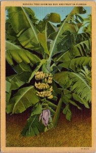 Florida Banana Tree Showing Bud and Fruit Curteich