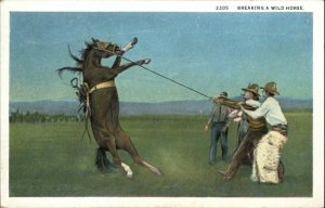 Cowboys Breaking Wild Horse c1920 Postcard