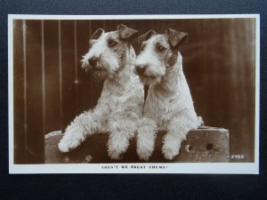 WIRE HAIRED FOX TERRIER Dog Breed AREN'T WE GREAT CHUMS c1930s RP Postcard