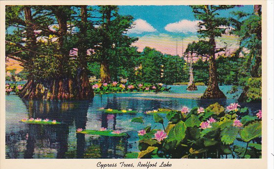 Cypress Trees and Lotus Plants On Reelfoot Lake Tennessee