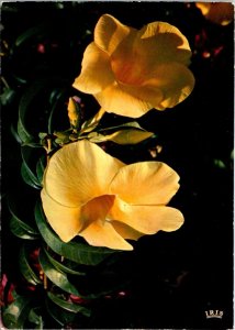 VINTAGE CONTINENTAL SIZE POSTCARD ALAMANDES CARIBBEAN FLOWERS BARBADOS 1978