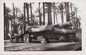 Egypt Memphis The Colossal The Statue Of Ramses II Photo