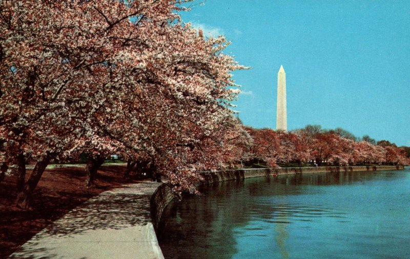 Cherry Blossom Time,Washington,DA