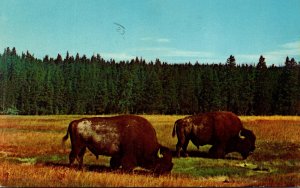 Yellowstone National Park Buffalo Bison Bulls 1970