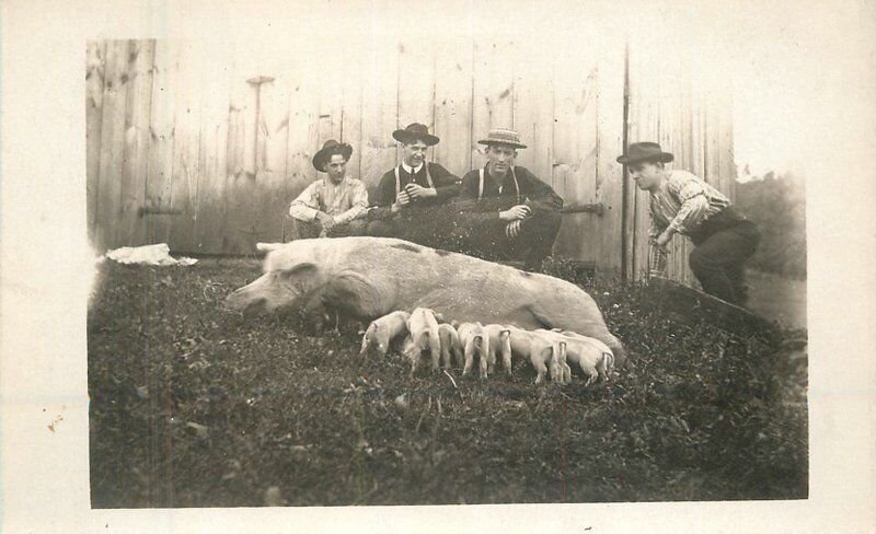 Ohio Columbia C-1910 Farmers Agriculture Large hog RPPC Photo Postcard 22-7389 