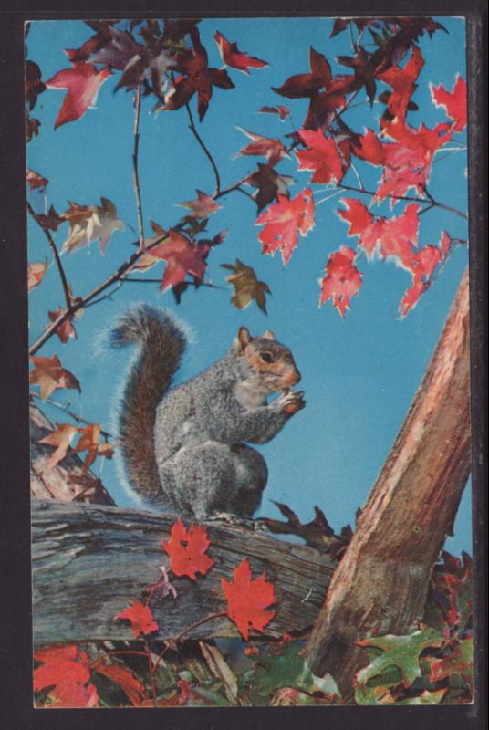 Squirrel Postcard