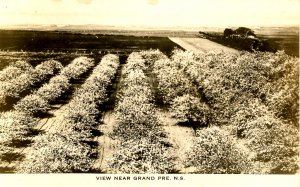 Canada - Nova Scotia, Grand Pre. View of Orchards    *RPPC