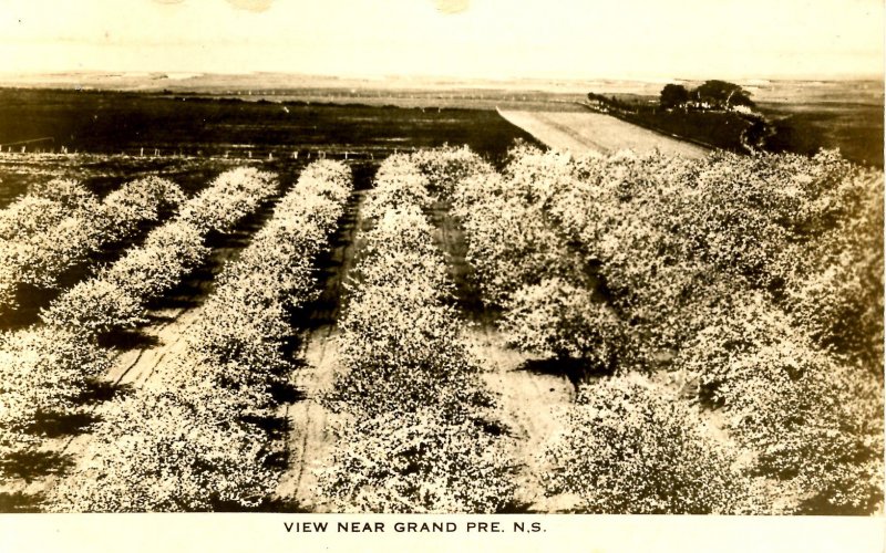 Canada - Nova Scotia, Grand Pre. View of Orchards    *RPPC