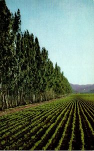 California Salinas Valley Vegetable Farm Near King City