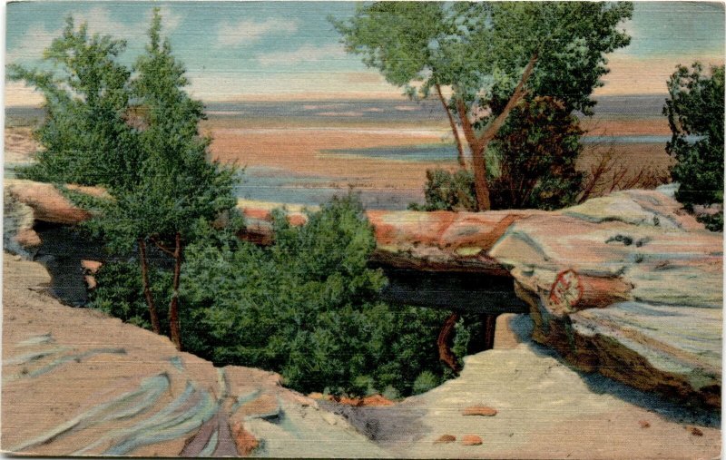 Petrified Forest, Arizona, P.F.9, natural bridge, petrified log,  Postcard