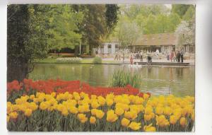 BF29881 keukenhof lisse holland netherland  front/back image