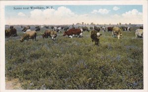 New York Grazing Cattle Near Windham Curteich