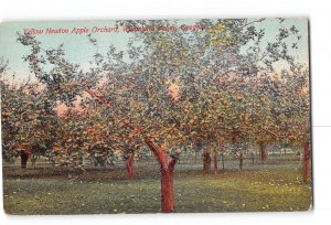 Willamette Valley Oregon OR Postcard 1907-1915 Yellow Newton Apple Orchard