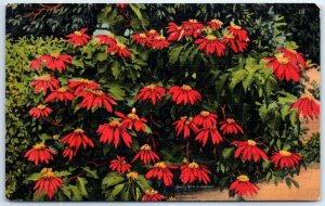 M-43232 The Brilliant Poinsettias in Florida