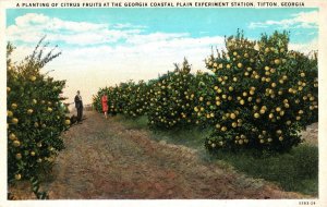 VINTAGE POSTCARD CITRUS FRUITS GEORGIA COASTAL PLAIN EXPERIMENT STATION TIFTON