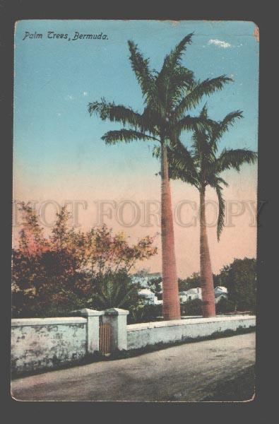 090291 BERMUDA Palm Trees Vintage PC