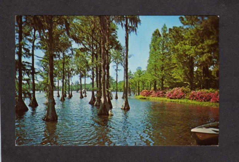 NC Greenfield Lake Cypress Trees Azaleas Wilmington North Carolina Postcard