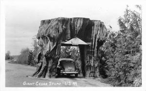 Auto Drive Thru Tree Giant Cedar Stump 1940s RPPC California Postcard Ellis 2205