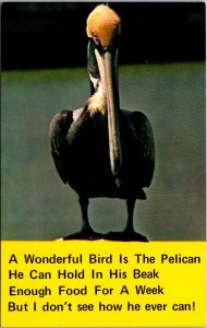 Florida Birds Pelican A Wonderrful Bird