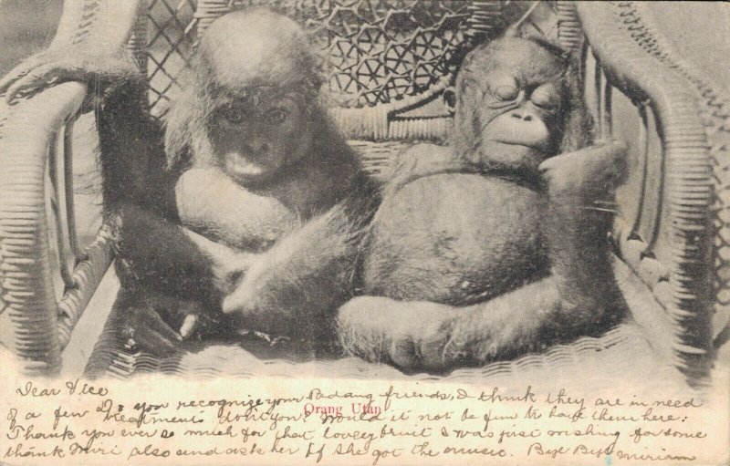 Indonesia - Orangutan Babies - 03.24
