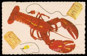 A Maine Lobster