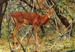 Antelope Impala in Africa