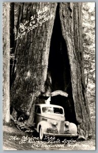 Postcard RPPC c1940s Myers CA Shrine Tree River Vista Lodge Redwood Hwy Art-Ray