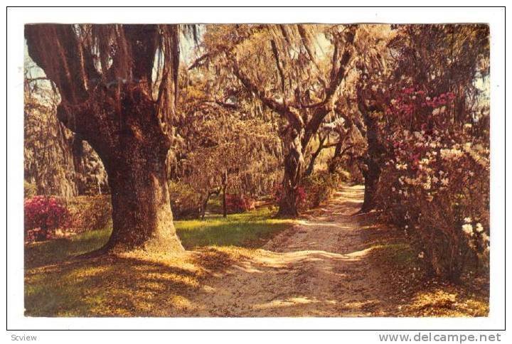 Belle Isle Gardens, Winyah Bay, Georgetown, South Carolina, 40-60s