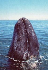 VINTAGE CONTINENTAL SIZE POSTCARD SAVE THE GRAY WHALE NURSERY