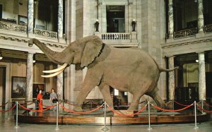 Vintage Postcard African Bush Elephant Largest On Record Museum Natural History