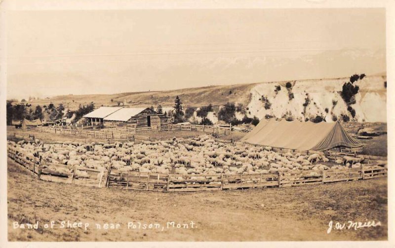Polson Montana Band of Sheep Real Photo Vintage Postcard AA48635