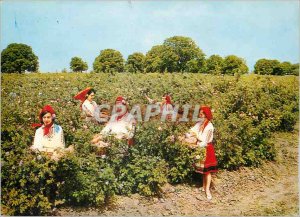 Postcard Modern Bulgaria Cueillaison roses