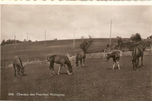 Chevaus des Frenches Montagnes Old vintage Swiss postcard