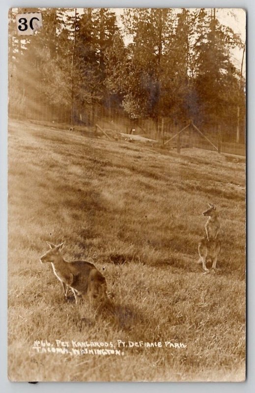 Pet Kangaroos Point Defiance Park Tacoma WA Washington RPPC Postcard W26
