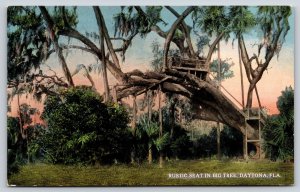 Daytona Florida~Rustic Big Tree Seat~Lookout Platform~Sunset~c1910 Postcard