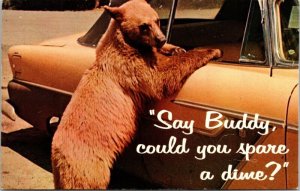 Say Buddy Could You Spare A Dime Bear Humor Comedy Old Car Park Postcard