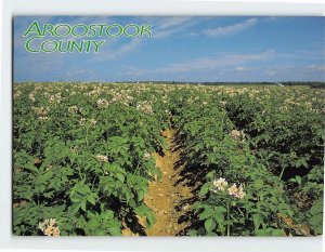 Postcard Potato field in bloom, Maine