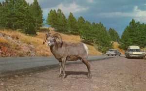 BLACK HILLS , South Dakota , 1950-60s ; Mountain Sheep