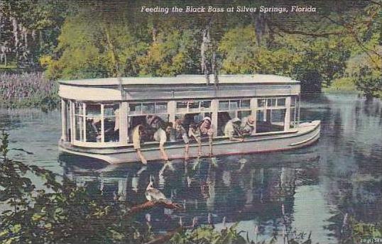 Florida Silver Springs Feeding The Black Bass 1951